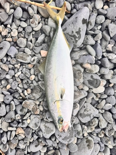 イナダの釣果