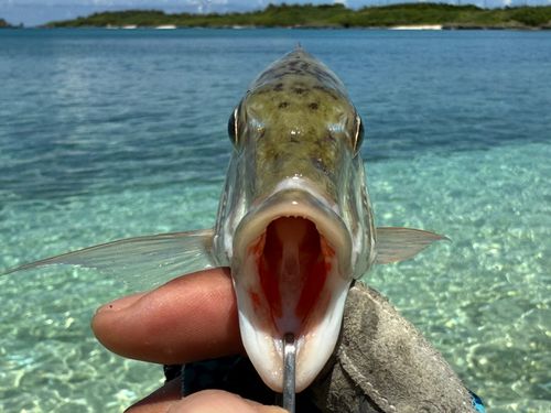 マトフエフキの釣果