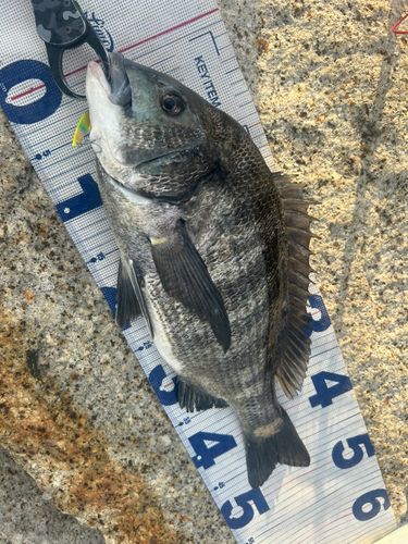 チヌの釣果