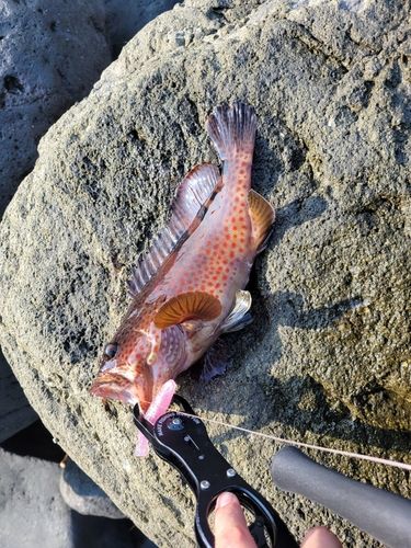 ノミノクチの釣果