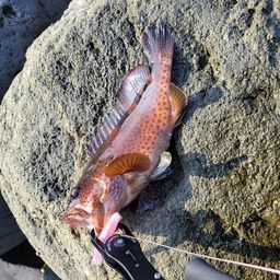 ノミノクチ