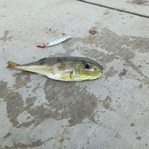 シロサバフグの釣果