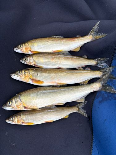 アユの釣果