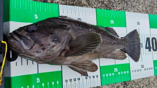 クロソイの釣果