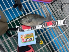 メジナの釣果