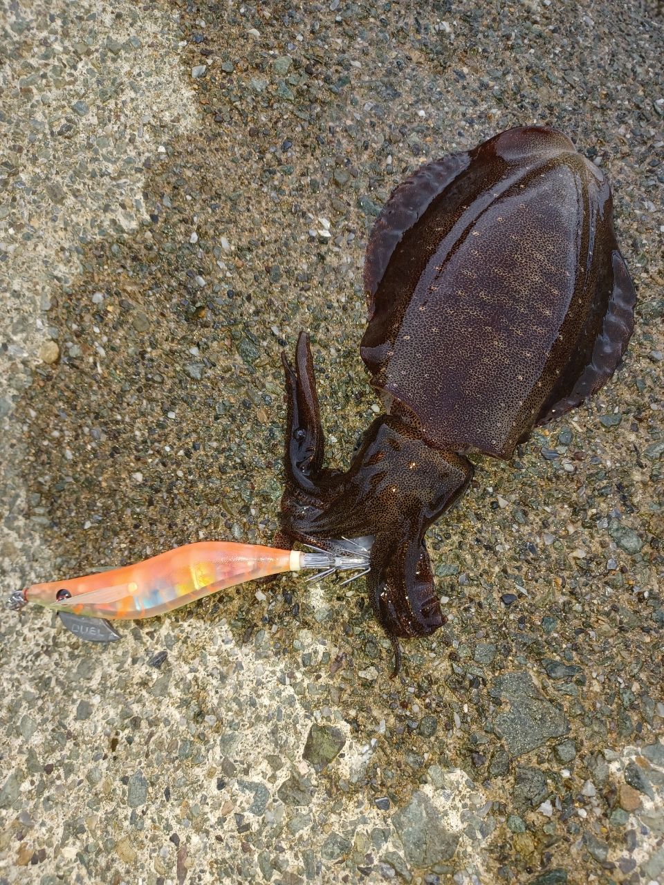アオリイカ