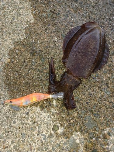 アオリイカの釣果