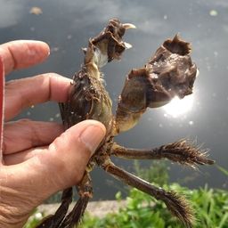 コアユ