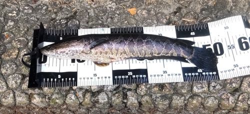 ライギョの釣果