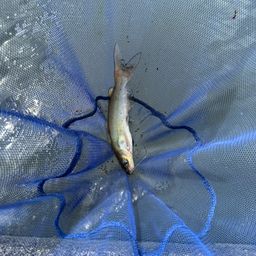 アメリカナマズ