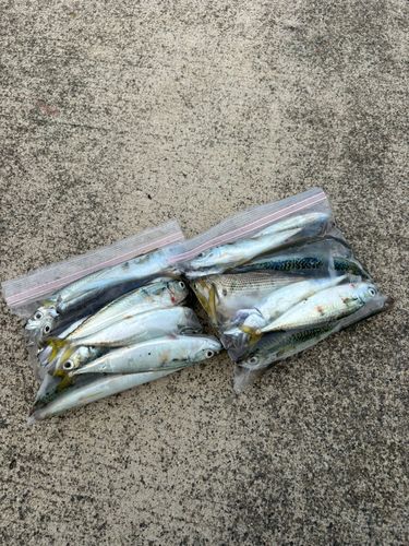 サバの釣果