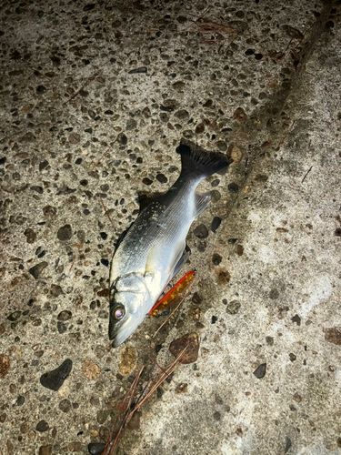 セイゴ（ヒラスズキ）の釣果