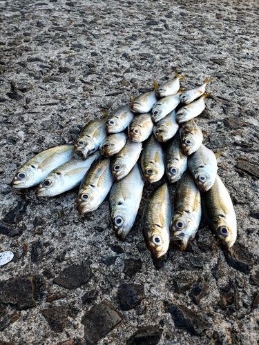 アジの釣果