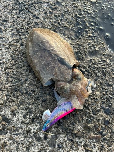 コウイカの釣果