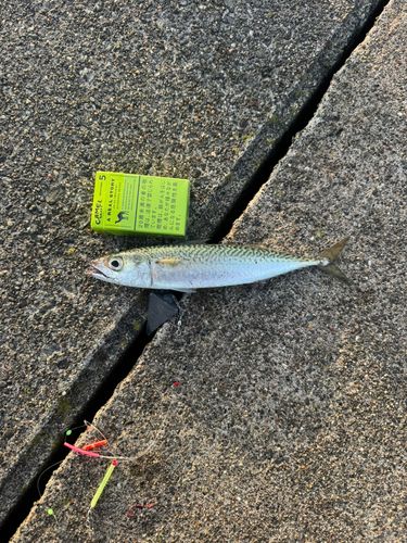 サバの釣果