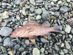 キジハタの釣果