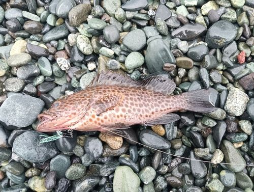 キジハタの釣果