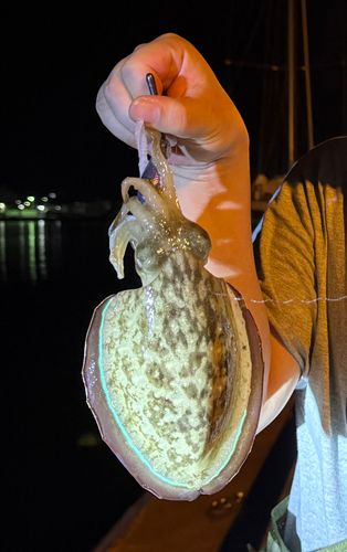 モンゴウイカの釣果