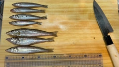 シロギスの釣果