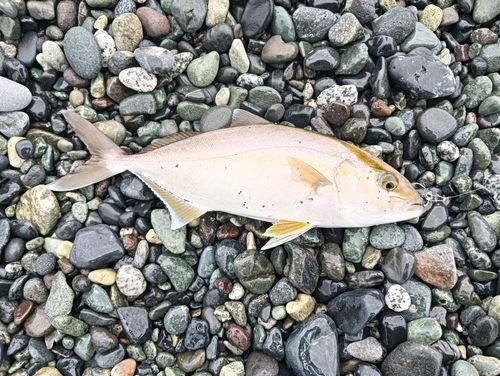 ショゴの釣果