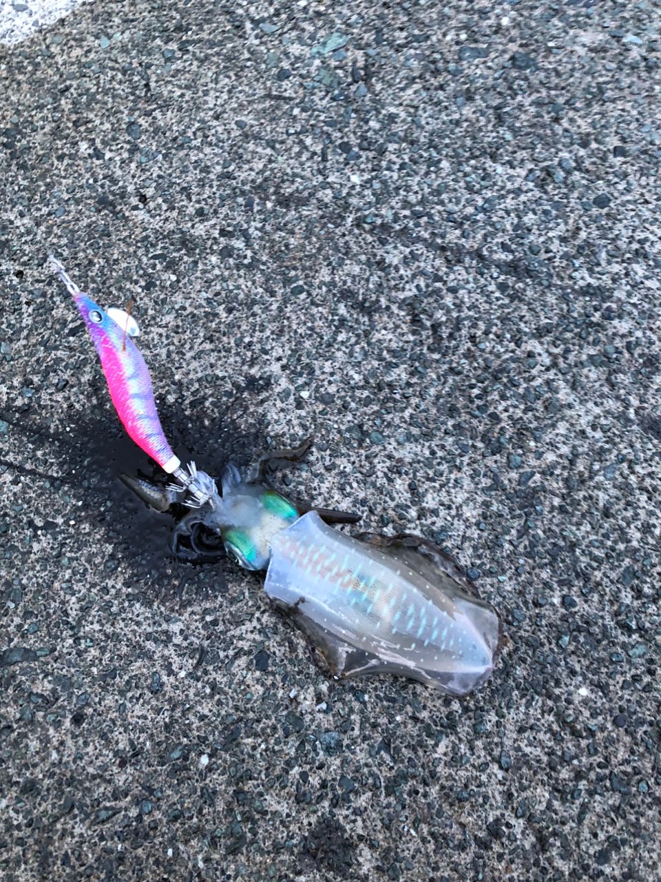 アオリイカ