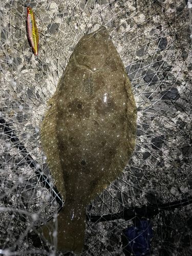 ヒラメの釣果