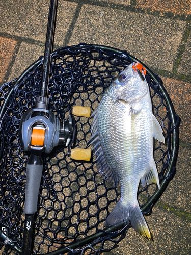 キビレの釣果