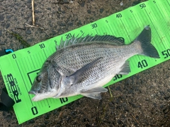 チヌの釣果