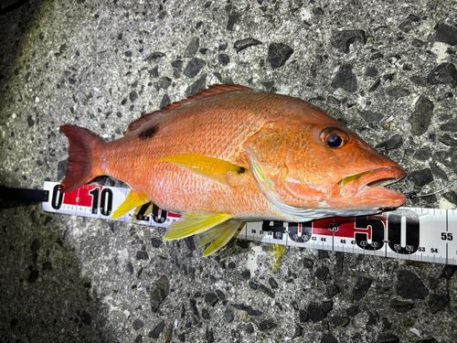 クロホシフエダイの釣果