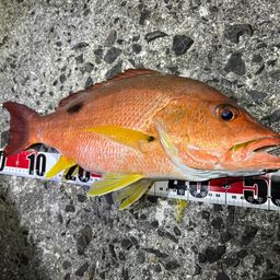 クロホシフエダイ