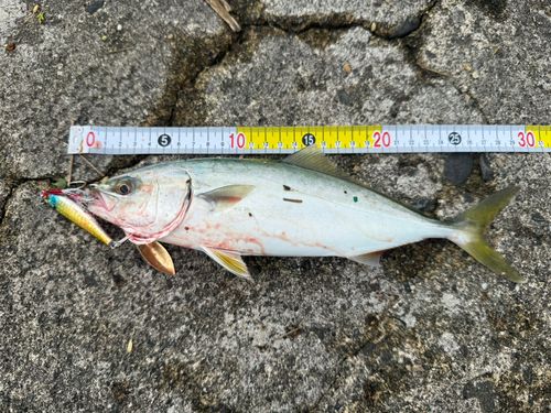 ツバイソの釣果