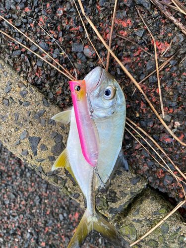 メッキの釣果