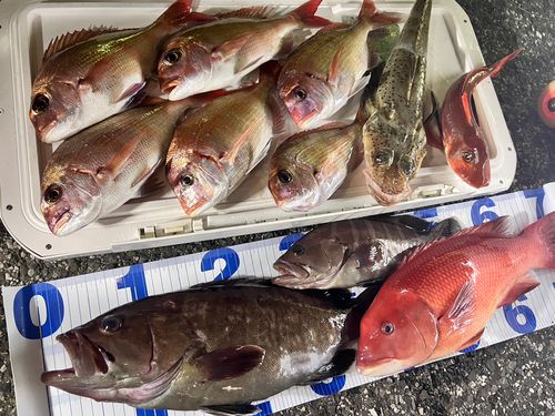 マダイの釣果