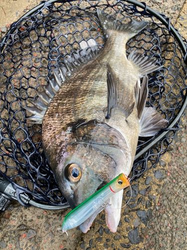 チヌの釣果