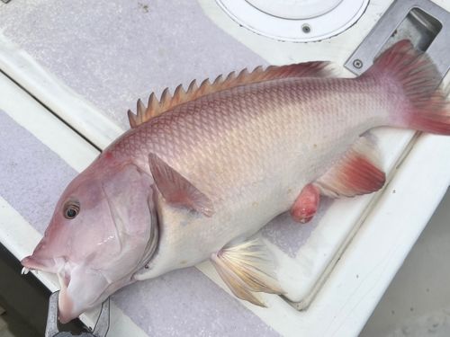 コブダイの釣果