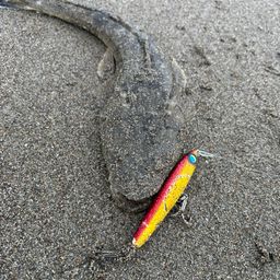 マゴチ