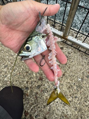 サバの釣果