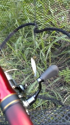 カワムツの釣果