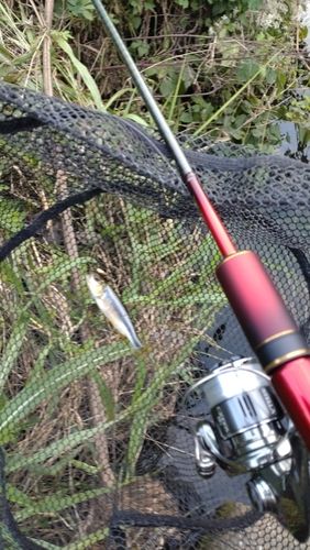 カワムツの釣果