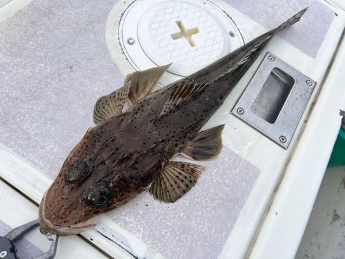 ワニゴチの釣果