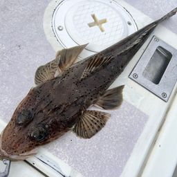 ワニゴチ