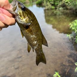 スモールマウスバス