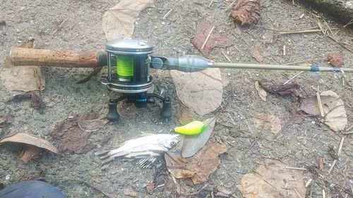 コトヒキの釣果