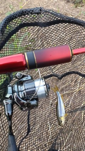 カワムツの釣果