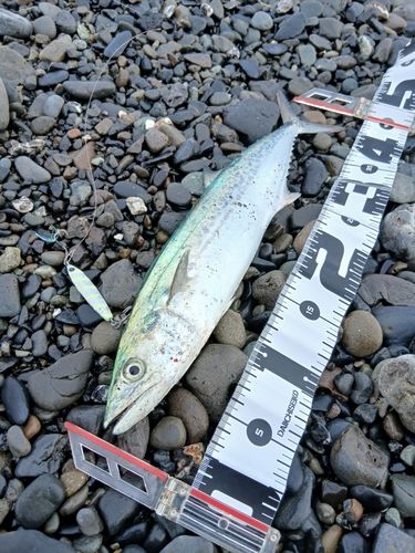 サゴシの釣果