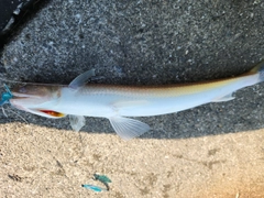 エソの釣果