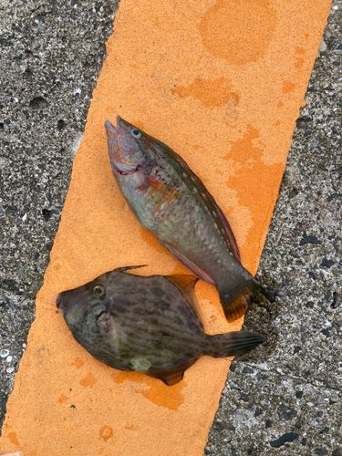 カワハギの釣果