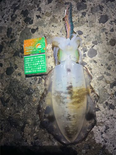 大蔵海岸
