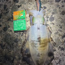 アオリイカ