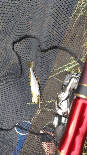 カワムツの釣果